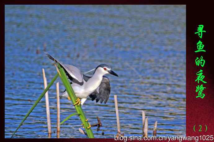 北京将府公园的鸟类——寻鱼的夜鹭（2）