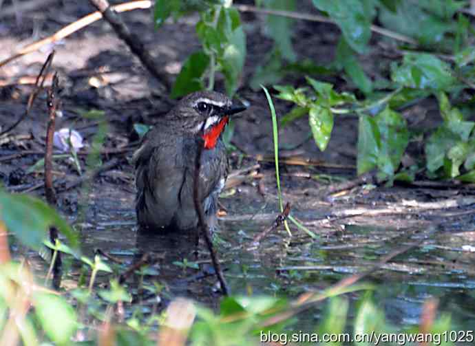 红喉歌鸲(雄性)续2 红喉歌鸲(雄性)续2