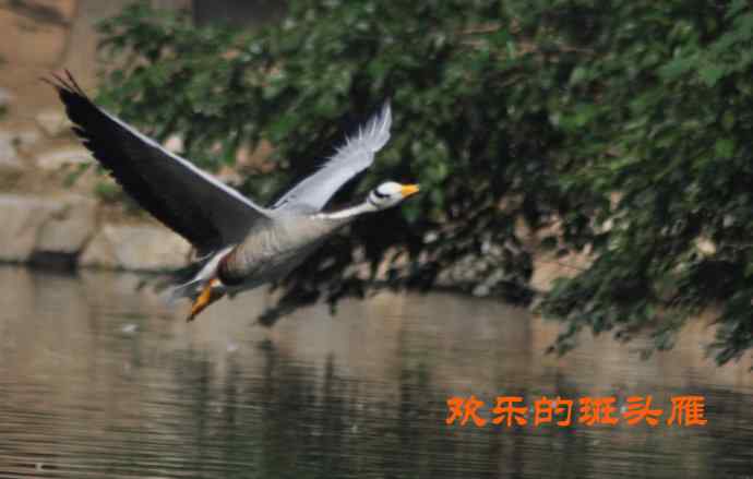 北京动物园的鸟类——欢乐的斑头雁