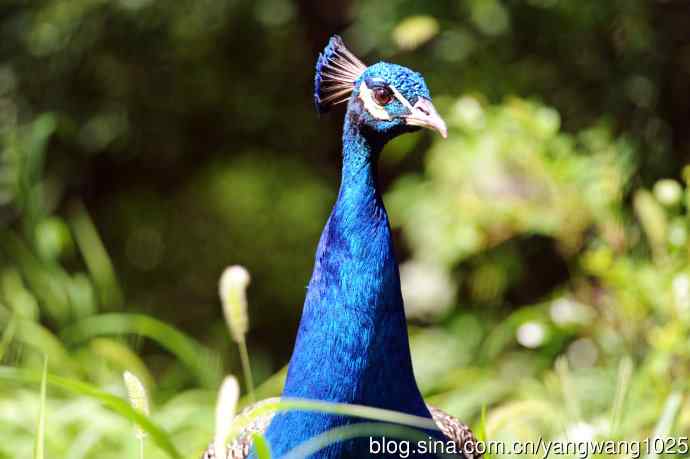 伏天的蓝孔雀