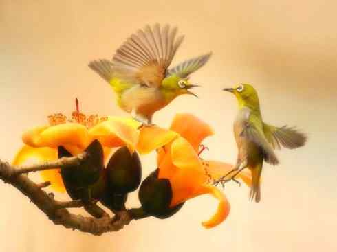 美丽无罪：雀鸟之欣赏2