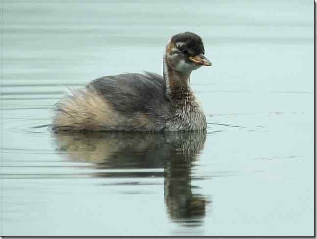 奥体公园观赏小鸊鷉
