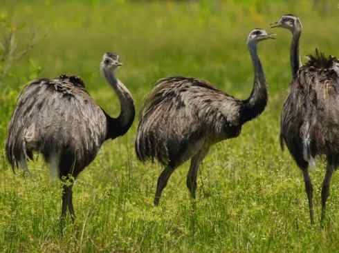 家禽驯化之源之十二（鸵鸟、鸸鹋）
