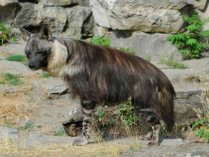 盘点十二大著名食蚁动物：土狼