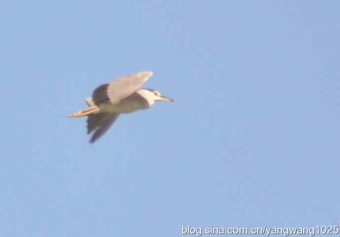 飞（夜鹭） wbr3