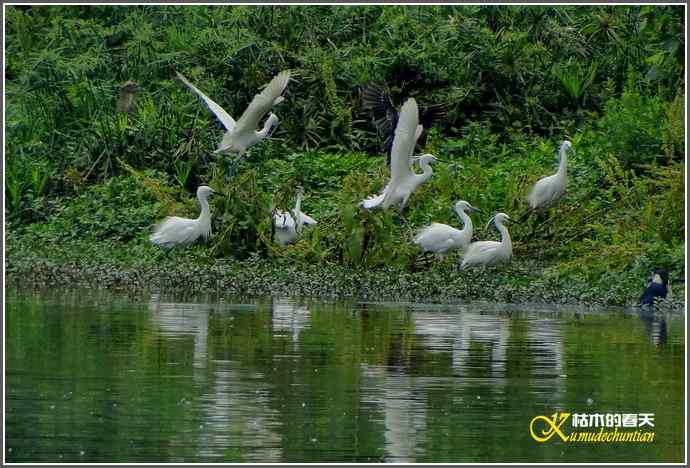 浣花来了大白鹭【照片】