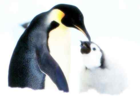 猎奇：十大奇异鸟类之三