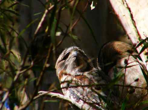 猎奇：奇特的鸟喙之十