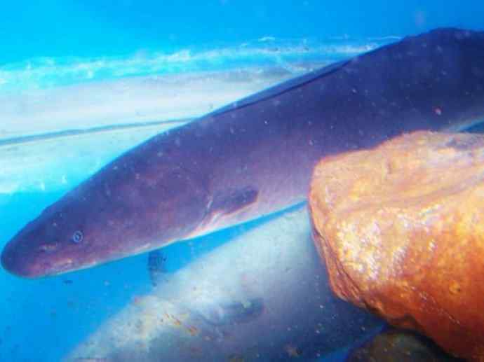 鱼类活化石：裸臀鱼