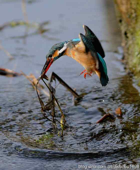新年第一炮：小翠抓虾