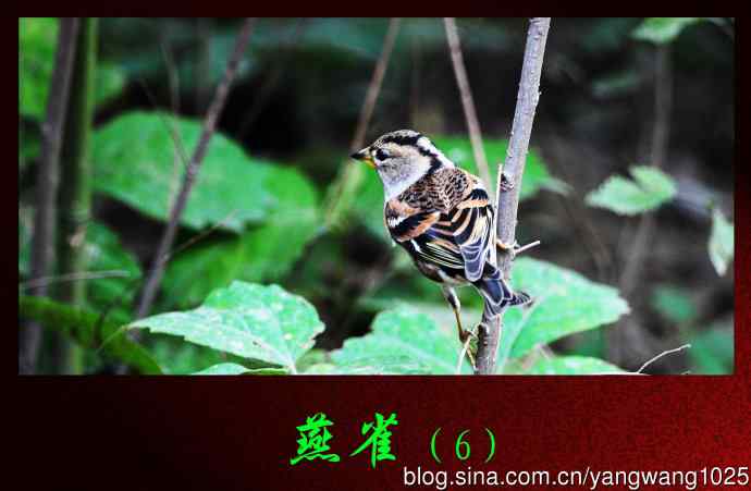 北京天坛公园的鸟类——燕雀（6）