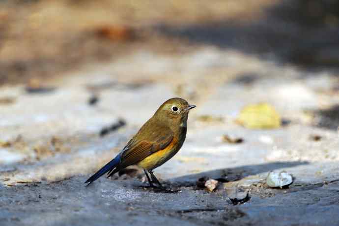 雌性红胁蓝尾鸲（16）