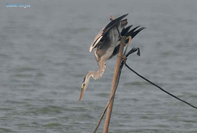 衡水湖：草鹭苍鹭黄苇鳽（终结篇）