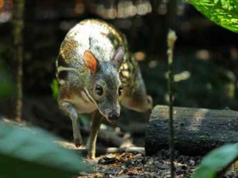 麒麟：传说的兽原型探秘（长颈鹿）