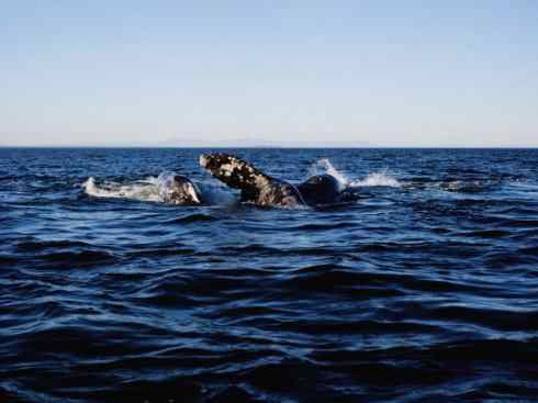 自然奇观：动物大迁徙(须鲸类)