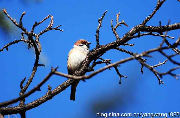候鸟已过境,麻雀来当家 候鸟已过境,麻雀来当家