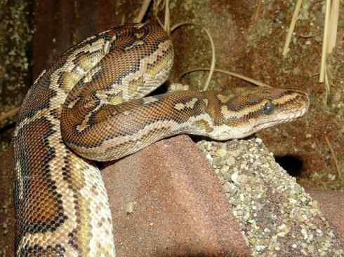 龙：传说的兽原型探秘（蟒蛇类）