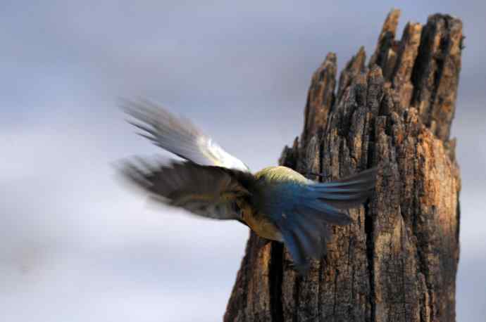 雌性红胁蓝尾鸲(24)