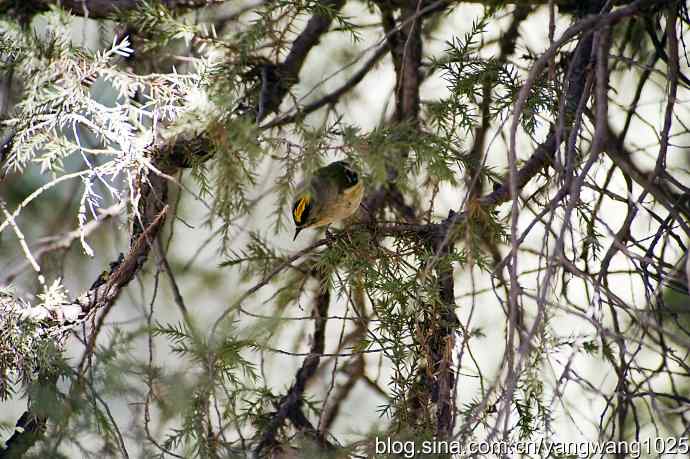 柏树丛中的戴菊