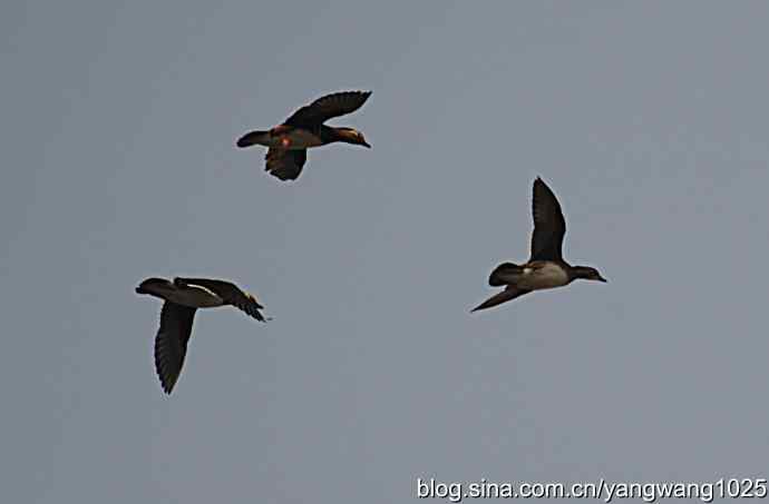 鸳鸯 wbr1 鸳鸯 wbr1