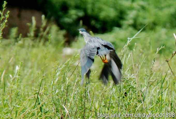 冒酷暑寻拍绿鹭 wbr长途奔袭古北口