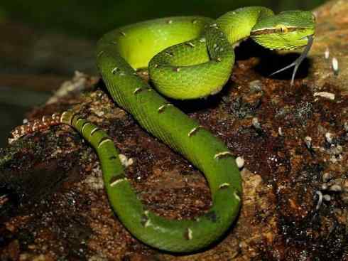 龙:传说的兽原型探秘(蝮蛇类) 龙:传说的兽原型探秘(蝮蛇类)