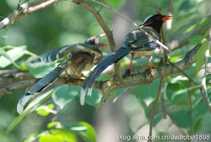 红嘴蓝鹊和它的宝宝
