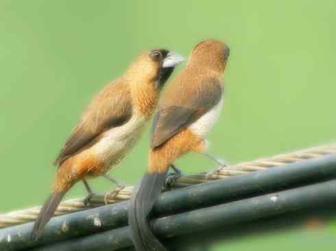 家禽驯化之源之十七