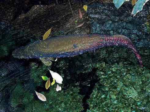 鱼类活化石：巨骨舌鱼