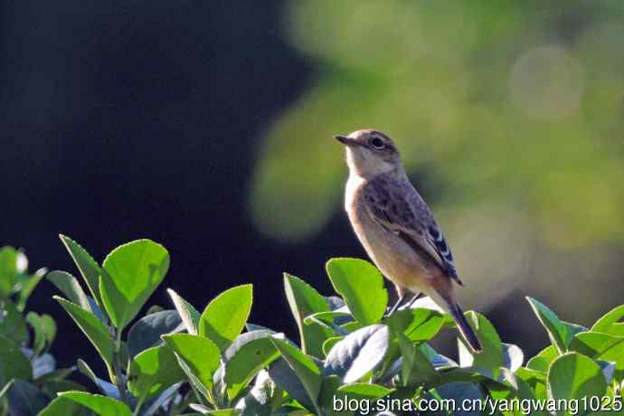 黑喉石鵖鸟(1) 黑喉石鵖鸟(1)