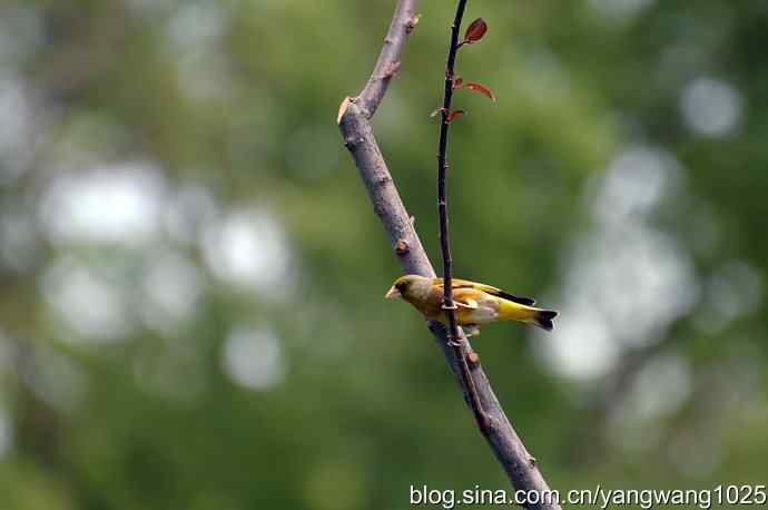 明星风范（拍摄金翅鸟纪实）