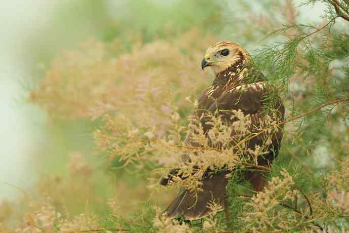 灌木枝上的白腹鹞