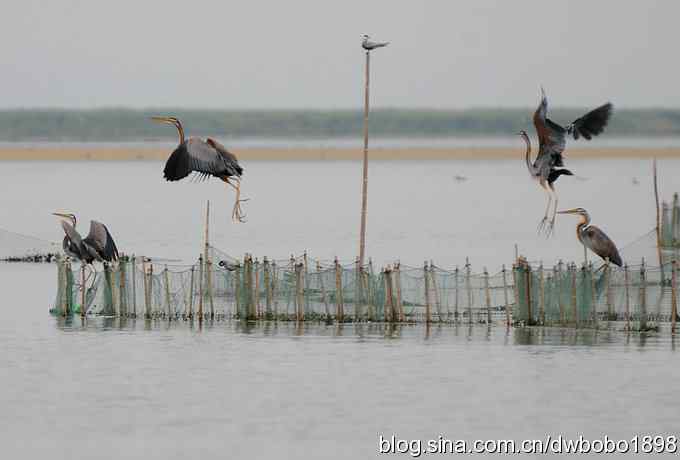 乌梁素海之草鹭鈥斺斈诿晒勰裥校ǘ）
