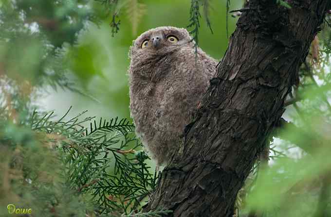 偶遇东方角鸮宝宝
