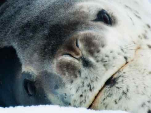 自然奇观：动物大迁徙(鳍足类)