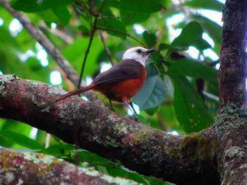 白头鸟系列：另类的美丽