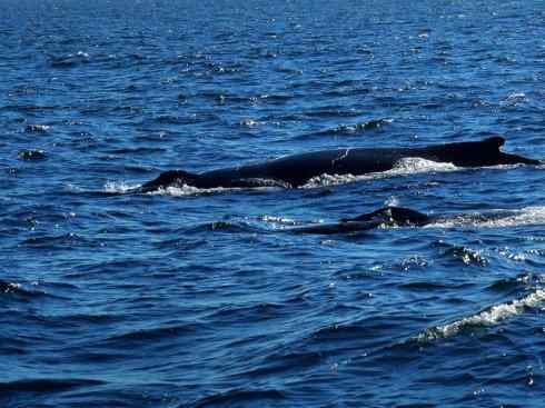 自然奇观：动物大迁徙(须鲸类)