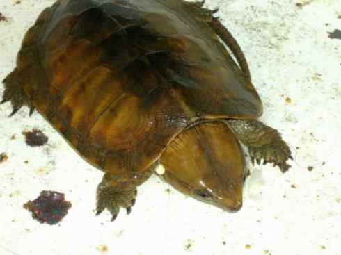 玄武:传说的兽原型探秘(平胸龟) 玄武:传说的兽原型探秘(平胸龟)