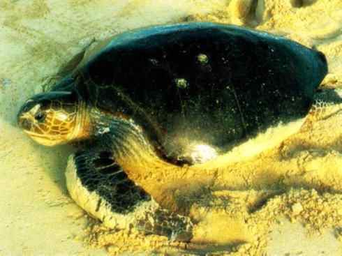 自然奇观：动物大迁徙(海龟类)