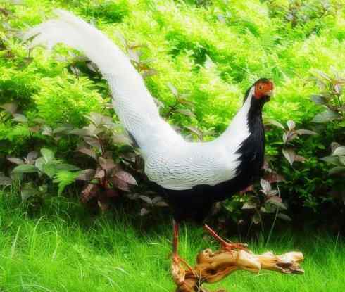 凤凰：传说中的鸟原型探秘（鹇）