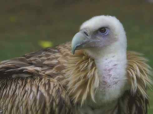 鸟类之最:大秃鹫