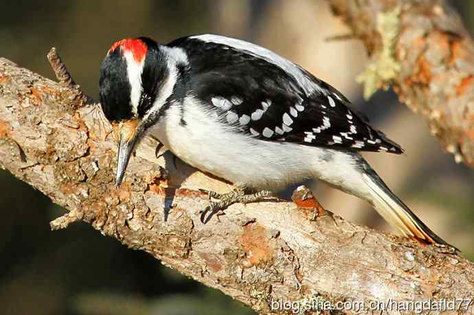 毛发啄木鸟(4) 毛发啄木鸟(4)