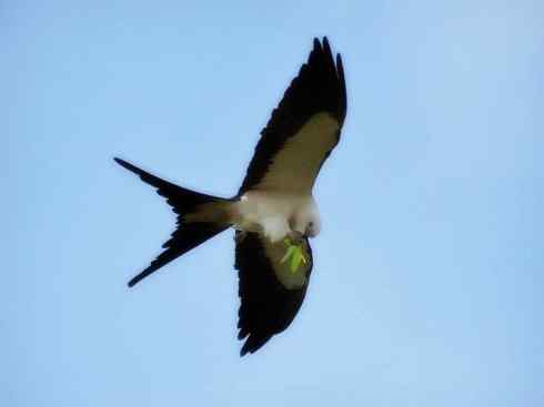 白头鸟系列：另类的美丽（燕尾鸢）