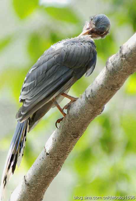 红嘴蓝鹊和它的宝宝