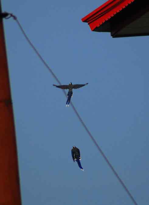 红嘴蓝鹊（组图，9张图片）