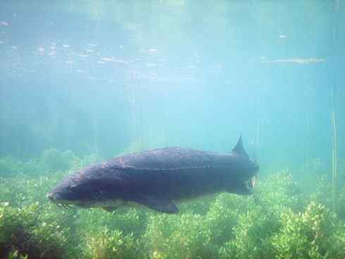 鱼类活化石:中华鲟 鱼类活化石:中华鲟