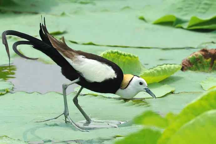 衡水湖野生鸟类摄影