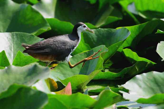 龙潭西湖的白胸苦恶鸟