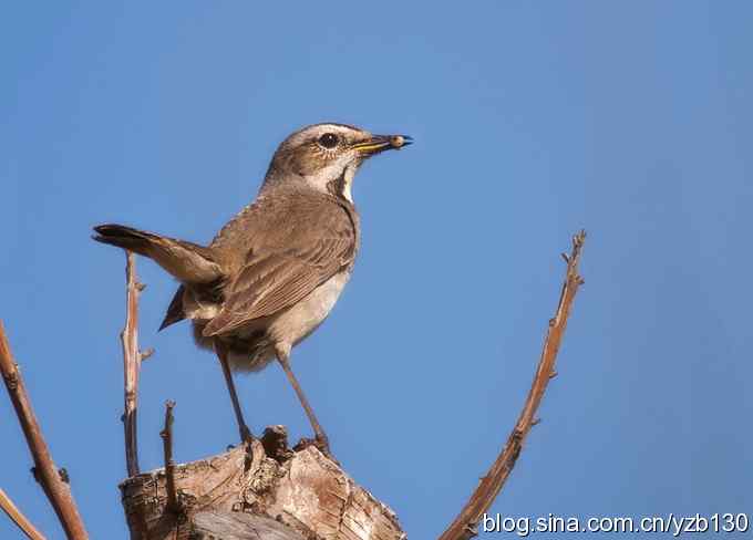 精神抖擞蓝点颏(组图,10张图片) 精神抖擞蓝点颏(组图,10张图片)