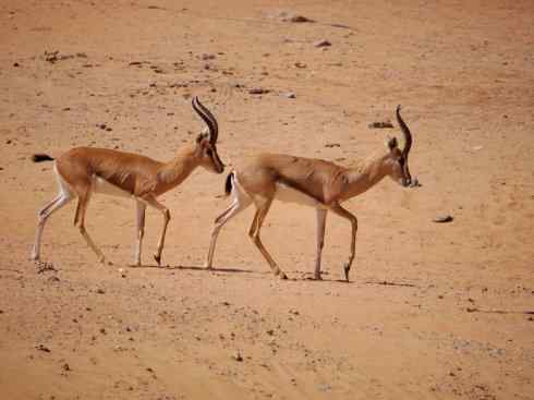 麒麟：传说的兽原型探秘（鹿羚）